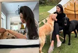 Tăng Thanh Hà bật khóc tạm biệt chú chó cưng sau 13 năm nuôi dưỡng, Lệ Quyên gửi lời chia buồn