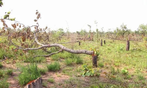 Đắk Lắk: Tình trạng phá, lấn chiếm đất rừng vẫn diễn biến phức tạp