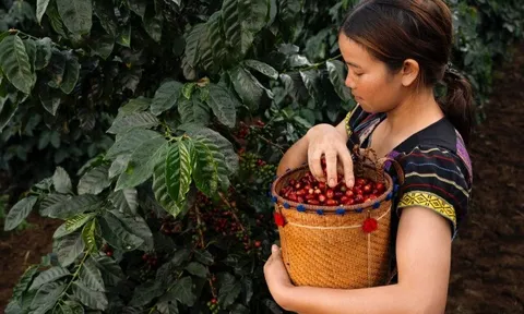 Hương vị độc đáo của trà Cascara được làm từ vỏ cà phê
