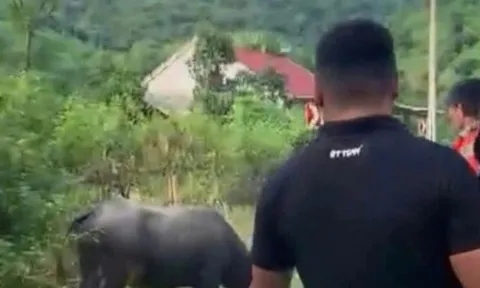 Đang đi chơi trên đường, bé gái 4 tuổi bị trâu húc tử vong