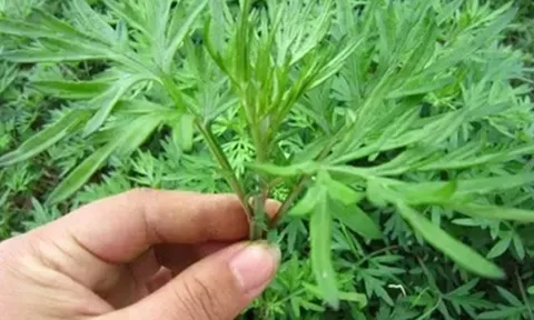 Tắm lá ngải cứu, sau một năm, người phụ nữ nhận lại 6 thay đổi