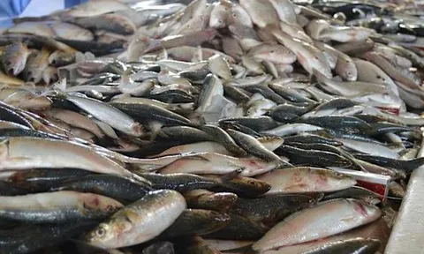 Người đàn ông suy thận vì ăn loại cá này thường xuyên