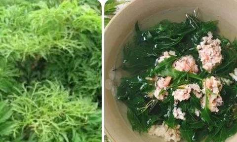 Bài thuốc chữa bệnh từ cây đinh lăng