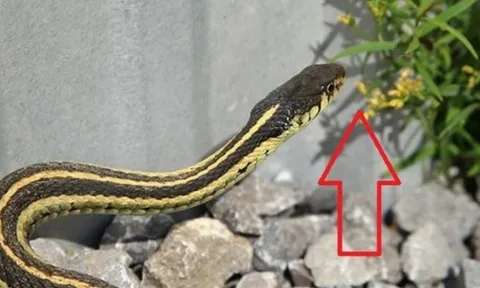 3 cây hoa khiến rắn sợ run bần bật