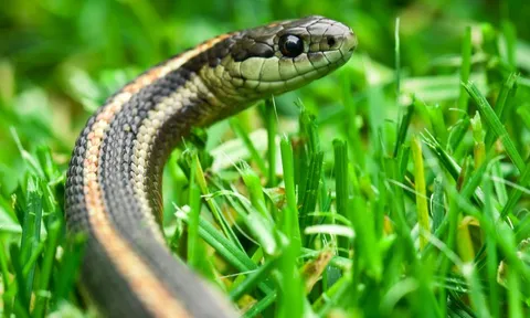 8 loài cây là "khắc tinh" của rắn