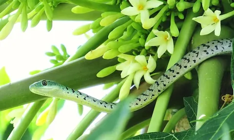 5 đặc điểm của ngôi nhà dễ bị rắn “ghé thăm”