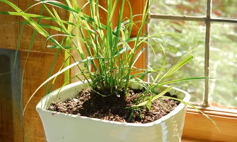 5 loại cây đuổi muỗi hiệu quả, Việt Nam rất sẵn: Mỗi nhà nên trồng 1 cây