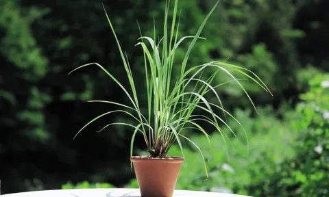 5 loại cây đuổi gián hiệu quả, Việt Nam rất sẵn: Mỗi nhà nên trồng 1 cây