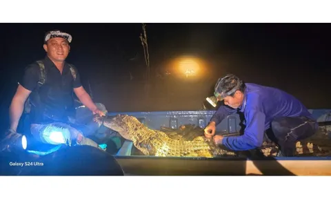 Hốt hoảng khi cá sấu dài 2m dính lưới trên sông Cái Cỏ ở Tây Ninh