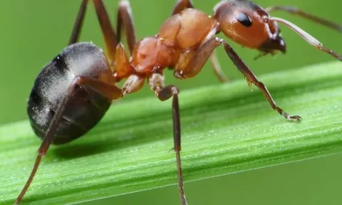 7 loại cây kiến rất ngại “đụng mặt”, thấy là sẽ quay đầu