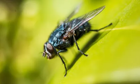 8 loại cây đuổi ruồi muỗi tốt nhất cho sân vườn của bạn