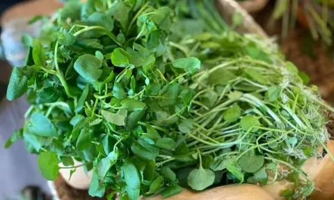 CDC Mỹ bình chọn loại rau duy nhất đạt 100/100 điểm về xếp hạng bổ dưỡng