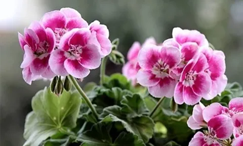 8 loại cây cảnh không phù hợp đặt ở phòng làm việc