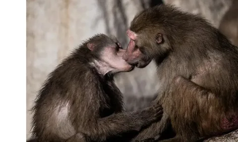 Nụ hôn có từ bao giờ?