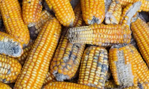 4 loại rau củ âm thầm 'nuôi dưỡng' ung thư, nhà nào cũng có