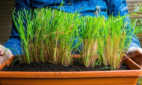 5 loại cây phổ biến tại Việt Nam "trấn trạch", giữ bình an cho ngôi nhà, là vị thuốc quý như sâm