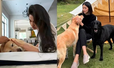 Tăng Thanh Hà bật khóc tạm biệt chú chó cưng sau 13 năm nuôi dưỡng, Lệ Quyên gửi lời chia buồn