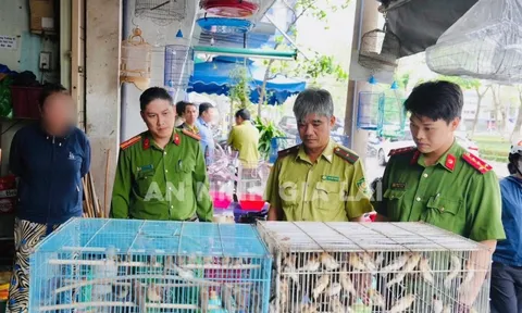 Tạm giữ 150 chim ri do người dân nuôi nhốt trái phép ở Gia Lai