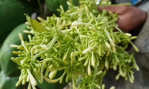 Uống hoa đu đủ đực sai cách, coi chừng rước họa: 6 nhóm người tuyệt đối không nên dùng