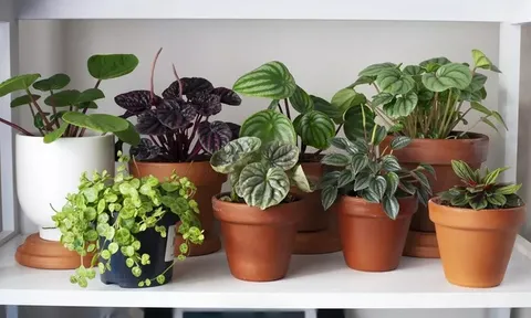 9 loại cây không nên trồng trong nhà kẻo mang lại phiền toái