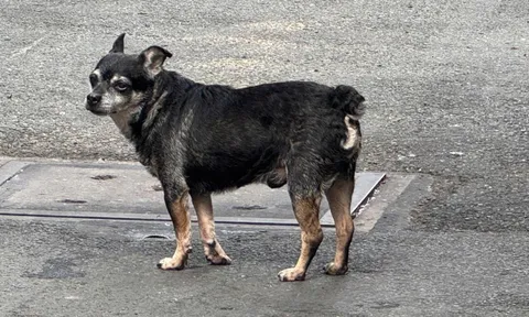 Cấp "căn cước" định danh để giám sát vật nuôi?