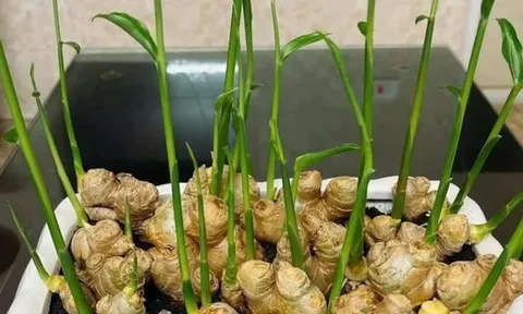 3 loại cây nên trồng vào năm 2026: Vừa làm thuốc quý vừa hút sinh khí, tài lộc vào nhà