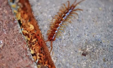 Rết rất thích ngôi nhà nào có 3 đặc điểm này: Tiếc là nhiều gia chủ Việt mắc