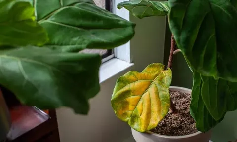 7 loại cây có cho cũng không nên trồng trong nhà