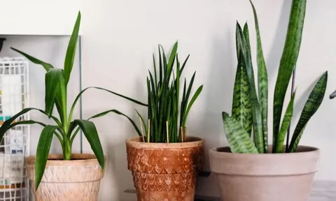 7 loại cây trồng trong nhà có thể đem lại vận xui, trước khi mua hãy cân nhắc kỹ