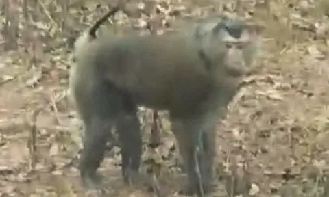 Khỉ hoang dã tấn công nhiều người dân