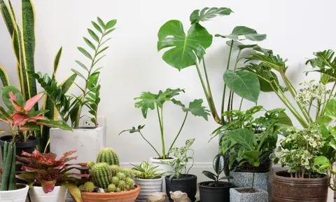 Top 10 cây lọc không khí dễ trồng nhất cho năm mới tinh tươm, trong lành