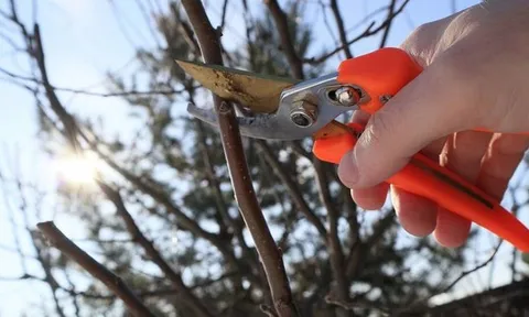 Những loại cây không nên cắt tỉa vào tháng 1