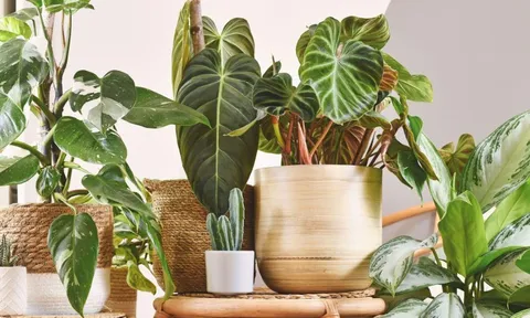 5 loại cây giúp nhà cửa mùa đông lúc nào cũng khô thoáng: Số 2 người Việt rất ưa chuộng