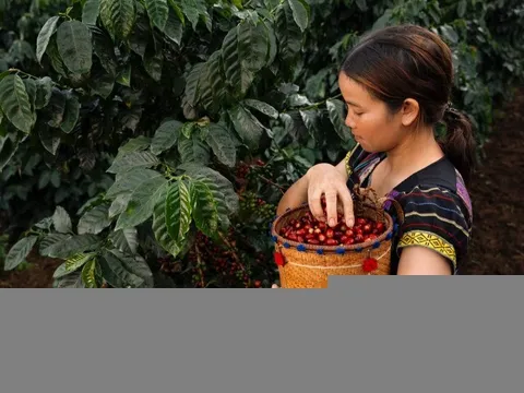 Hương vị độc đáo của trà Cascara được làm từ vỏ cà phê