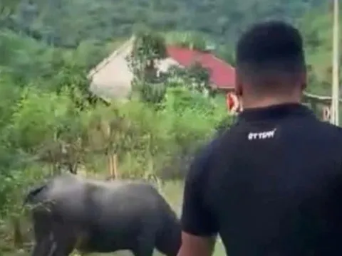 Đang đi chơi trên đường, bé gái 4 tuổi bị trâu húc tử vong