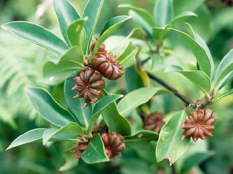 Việt Nam có sản vật ‘ngôi sao 8 cánh’ triệu đô: Có tác dụng gì mà được thế giới săn đón?