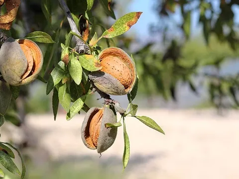 Hai loại hạt chứa độc tố tiềm ẩn, cực hại sức khoẻ nếu ăn sai cách: Số 1 quen mặt trên mâm cơm