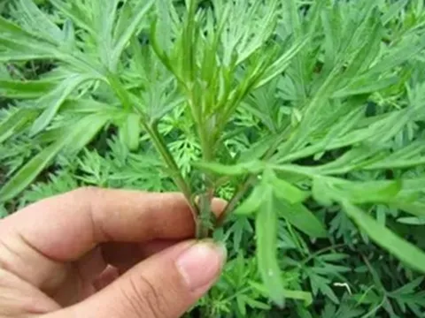 Tắm lá ngải cứu, sau một năm, người phụ nữ nhận lại 6 thay đổi