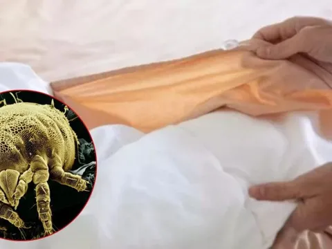 Vạch trần 2 ổ vi khuẩn rình rập ngay trên giường ngủ, bẩn đến mức không dám tin vào mắt mình!