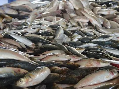 Người đàn ông suy thận vì ăn loại cá này thường xuyên