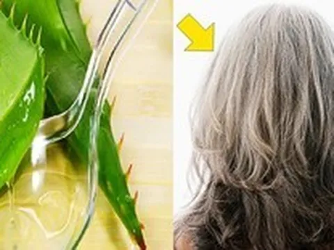 Loại lá có tác dụng phục hồi tóc hư tổn chỉ sau vài lần gội đầu
