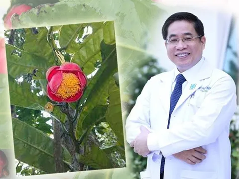 Tên PGS-TS-BS Nguyễn Hoàng Bắc, Giám đốc Bệnh viện Đại học Y Dược TP HCM, được đặt cho loài hoa mới