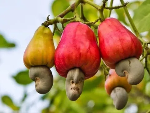 ‘Sản vật trời ban’ đưa Việt Nam lên ngôi đầu thế giới: Mỹ chi triệu đô, Trung Quốc tăng mua gấp đôi