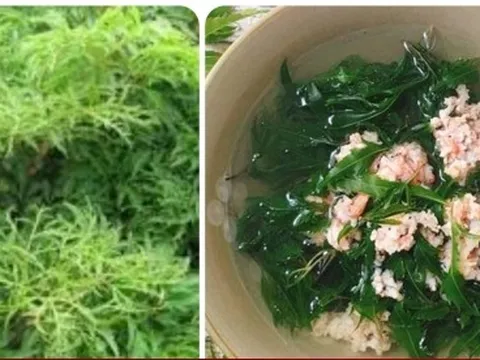 Bài thuốc chữa bệnh từ cây đinh lăng