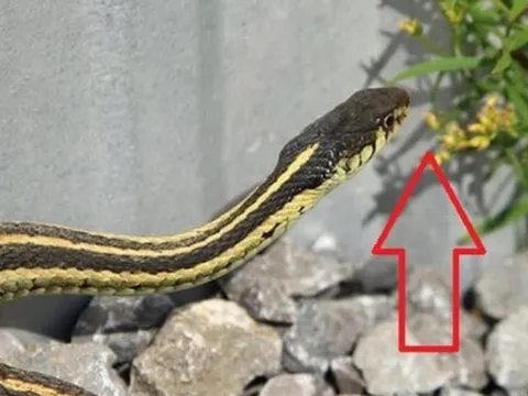 3 cây hoa khiến rắn sợ run bần bật