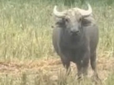 Xuất hiện con trâu lạ liên tiếp đuổi húc người