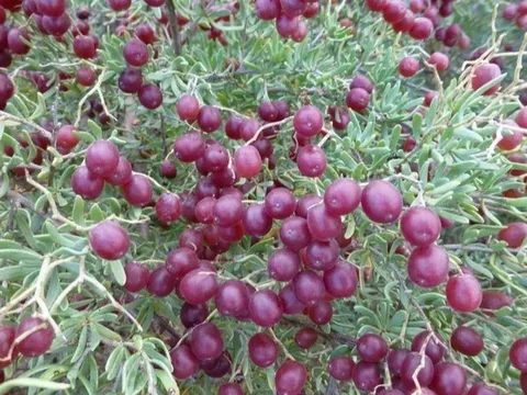 Một loài cây dại ở châu Á có thể là "thần dược" trị tiểu đường