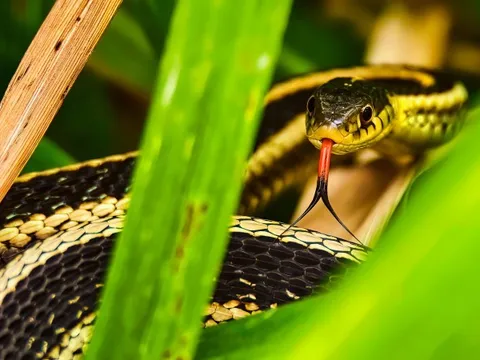 5 loại cây khiến rắn sợ hãi, mất phương hướng, không dám bén mảng tới gần