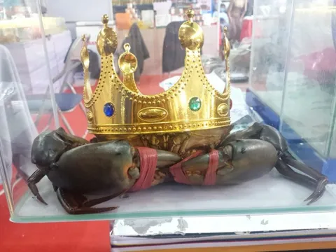 Người nuôi cua ở Cà Mau nói về việc săn lùng "vua cua" nặng trên 1,4 kg