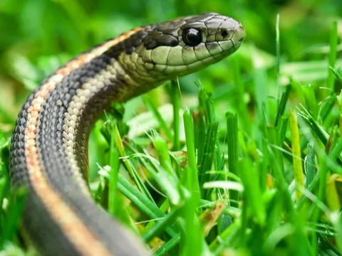 8 loài cây là "khắc tinh" của rắn